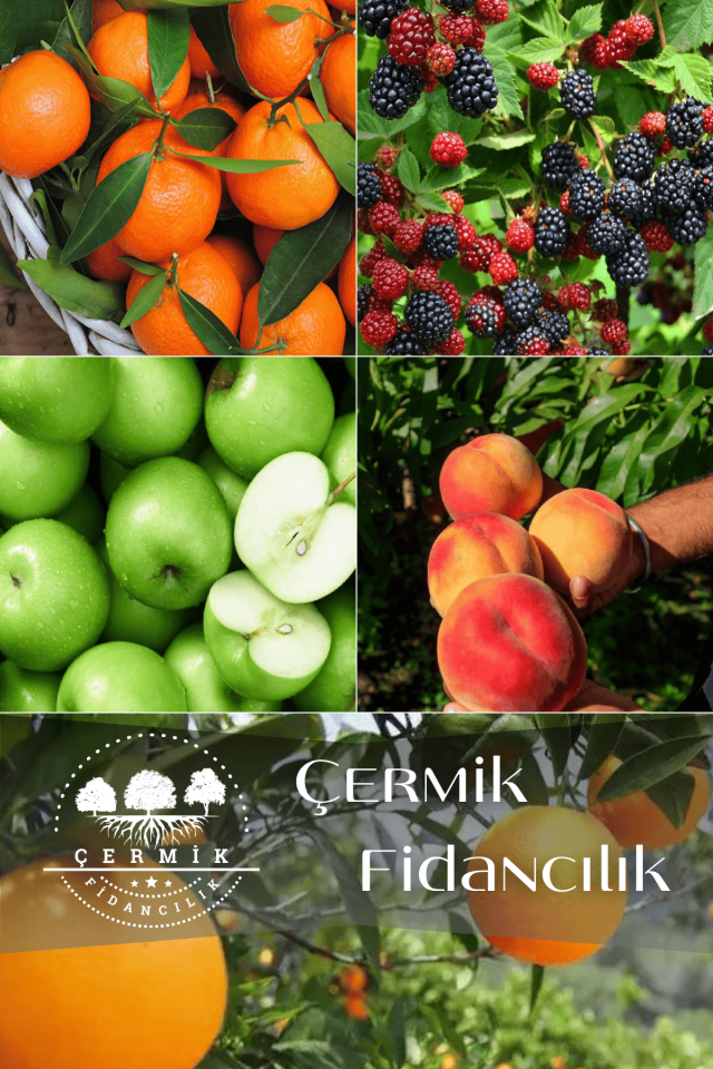 5 Çeşit Karışık Meyve Fidanı Mandalina , Böğürtlen , Elma , Şeftali Ve Portakal
