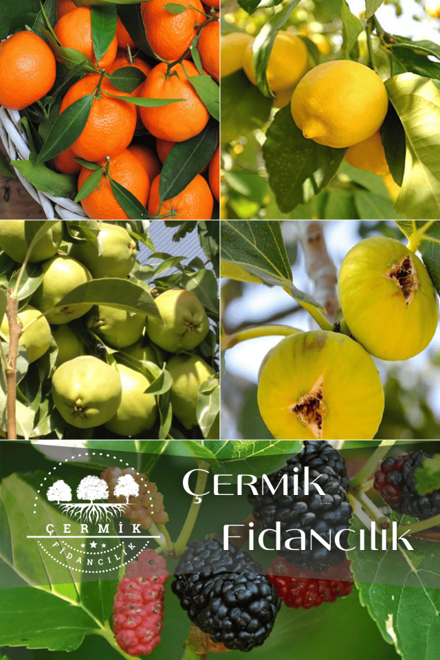 5 Çeşit Karışık Meyve Fidanı Mandalina , Limon  , Armut , İncir Ve Kara Dut