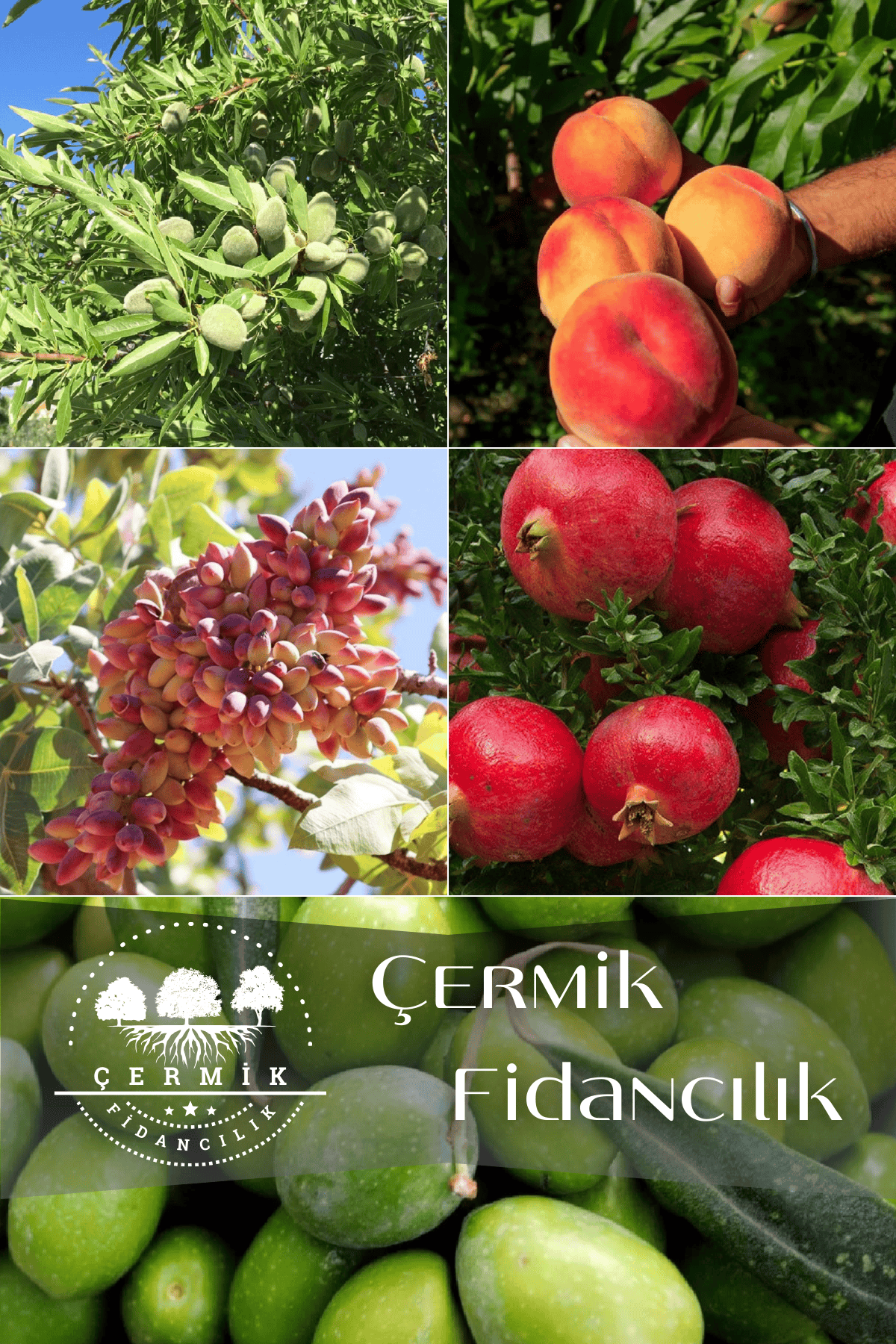 5 Çeşit Karışık Meyve Fidanı Badem , Şeftali , Nar, Antep Fıstığı Ve Zeytin