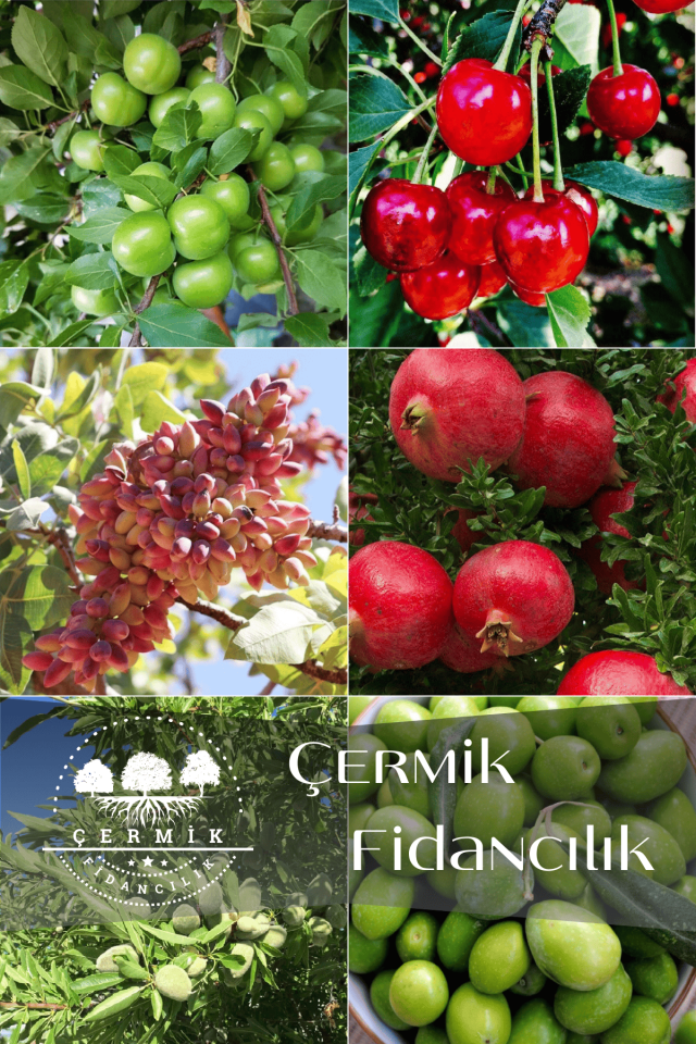 6 Çeşit Karışık Meyve Fidan Erik , Vişne , Antep Fıstığı , Nar , Badem Ve Zeytin