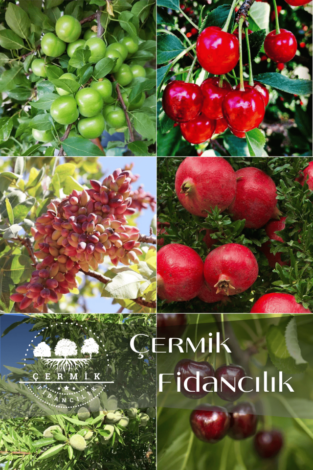 6 Çeşit Karışık Meyve Fidan Erik , Vişne , Antep Fıstığı , Nar , Badem Ve Kiraz