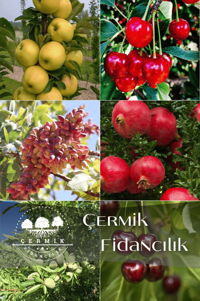 6 Çeşit Karışık Meyve Fidan Elma , Vişne , Antep Fıstığı , Nar , Badem Ve Kiraz