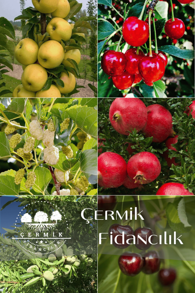 6 Çeşit Karışık Meyve Fidan Elma , Vişne , Dut , Nar , Badem Ve Kiraz