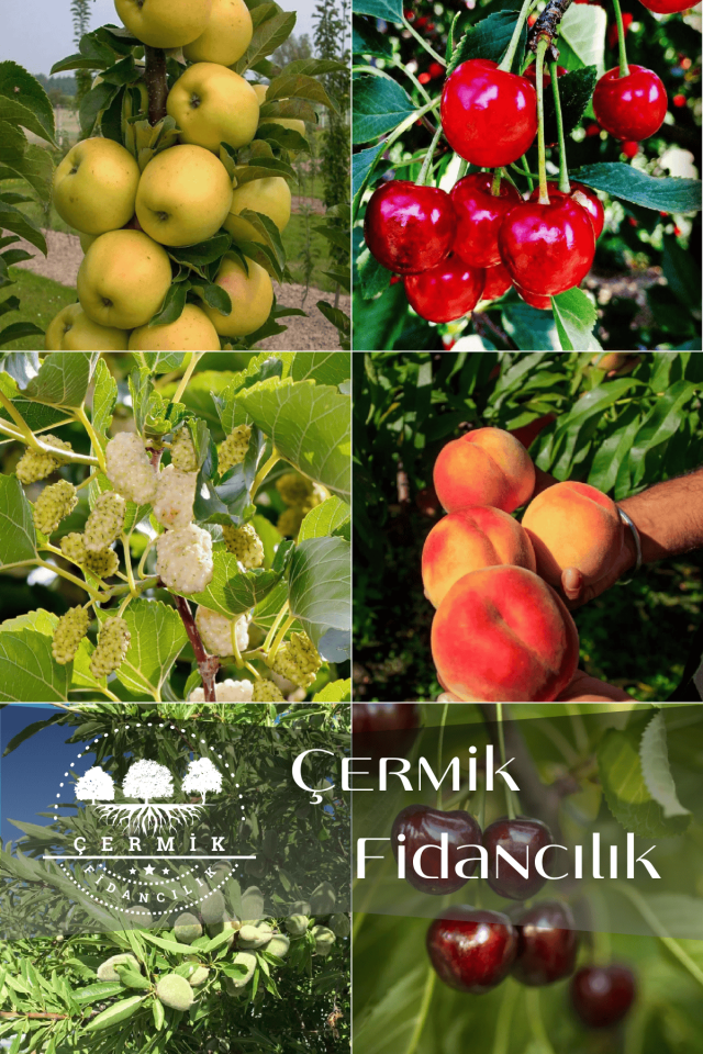 6 Çeşit Karışık Meyve Fidan Elma , Vişne , Dut , Şeftali , Badem Ve Kiraz
