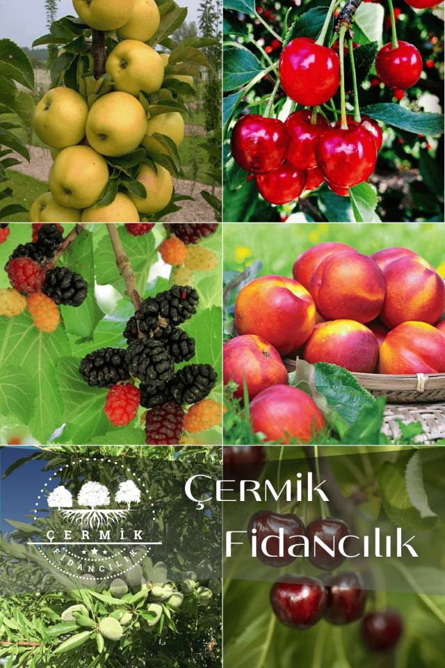 6 Çeşit Karışık Meyve Fidan Elma , Vişne , Kara Dut , Nektarin , Badem Ve Kiraz