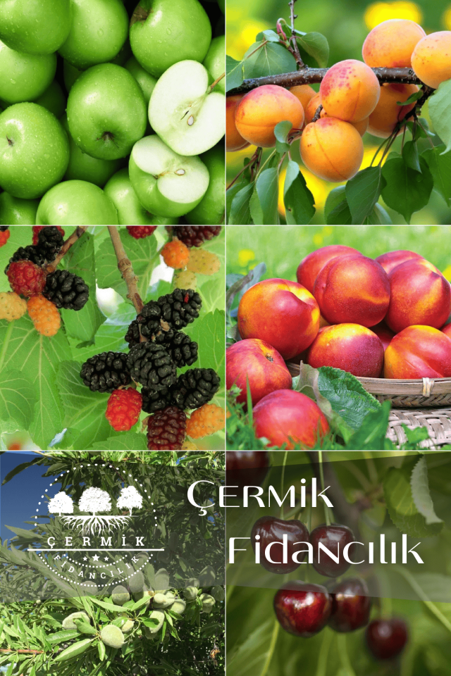 6 Çeşit Karışık Meyve Fidan Yeşil Elma , Kayısı , Kara Dut , Nektarin , Badem Ve Kiraz
