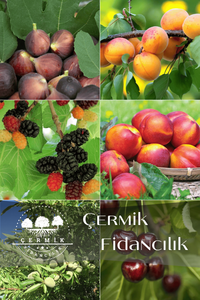 6 Çeşit Karışık Meyve Fidan Siyah İncir , Kayısı , Kara Dut , Nektarin , Badem Ve Kiraz