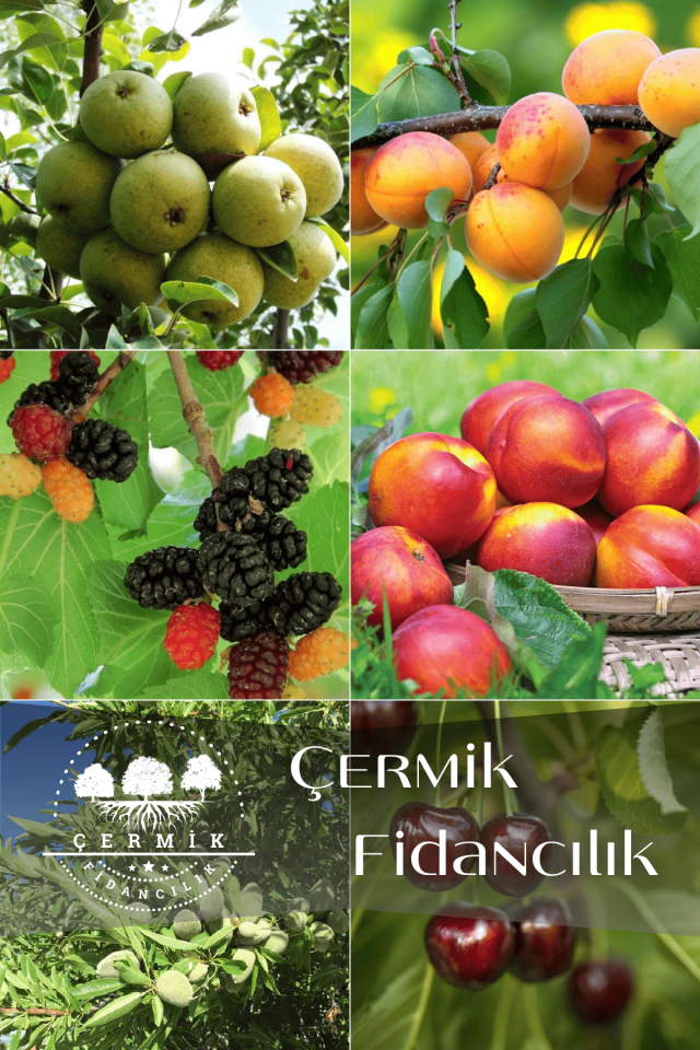 6 Çeşit Karışık Meyve Fidan Armut , Kayısı , Kara Dut , Nektarin , Badem Ve Kiraz