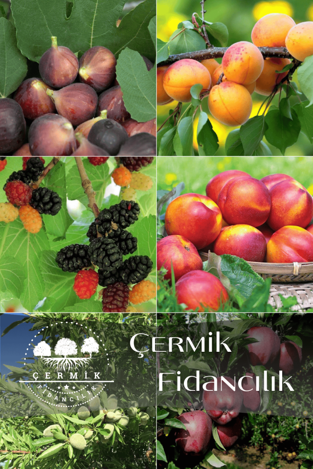 6 Çeşit Karışık Meyve Fidan Siyah İncir , Kayısı , Kara Dut , Nektarin , Badem Ve Kırmızı Elma
