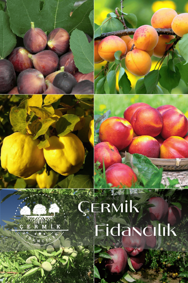 6 Çeşit Karışık Meyve Fidan Siyah İncir , Kayısı , Ayva , Nektarin , Badem Ve Kırmızı Elma