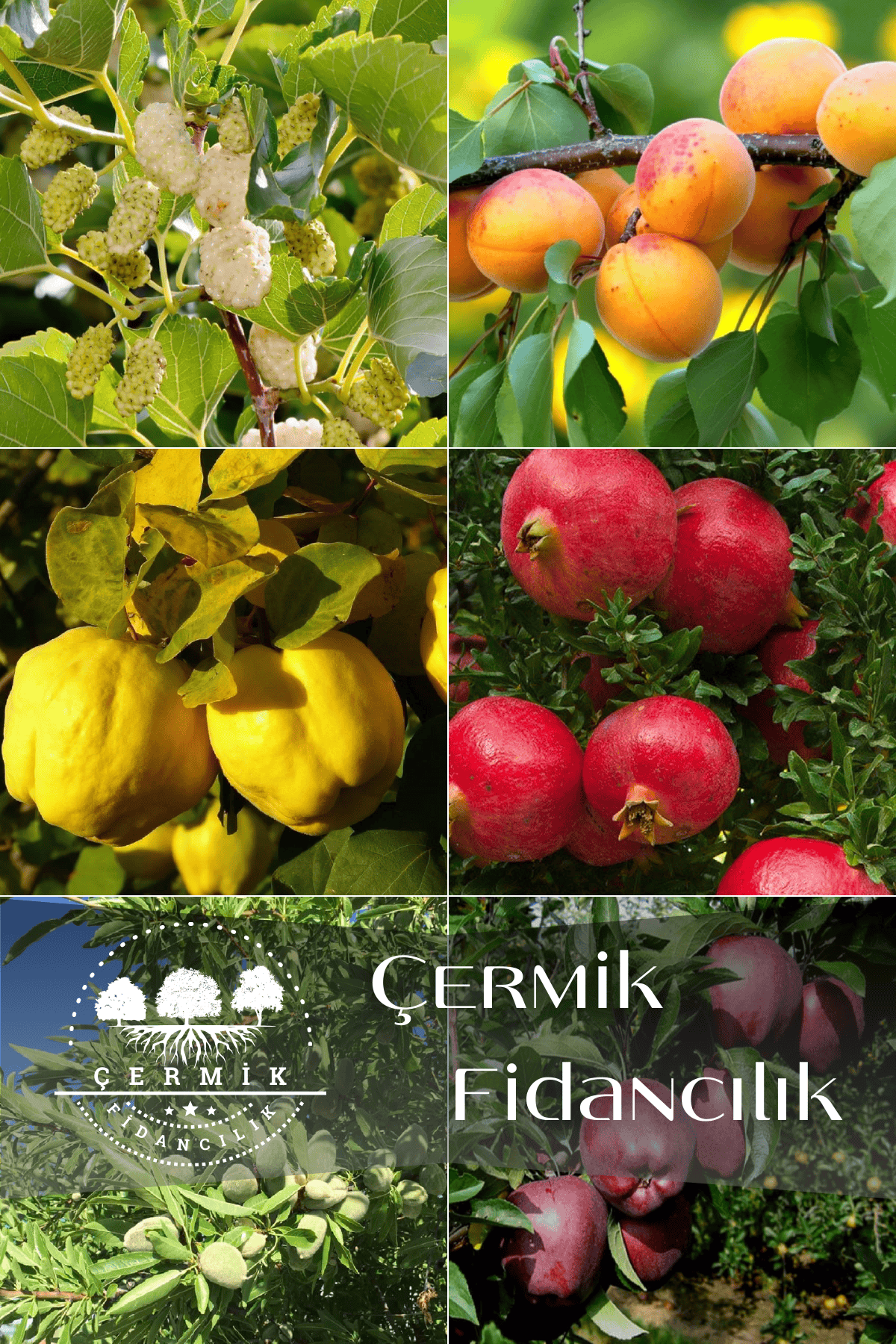 6 Çeşit Karışık Meyve Fidan Dut , Kayısı , Ayva , Nar , Badem Ve Kırmızı Elma