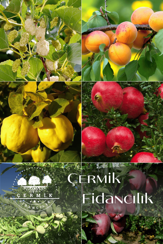 6 Çeşit Karışık Meyve Fidan Dut , Kayısı , Ayva , Nar , Badem Ve Kırmızı Elma