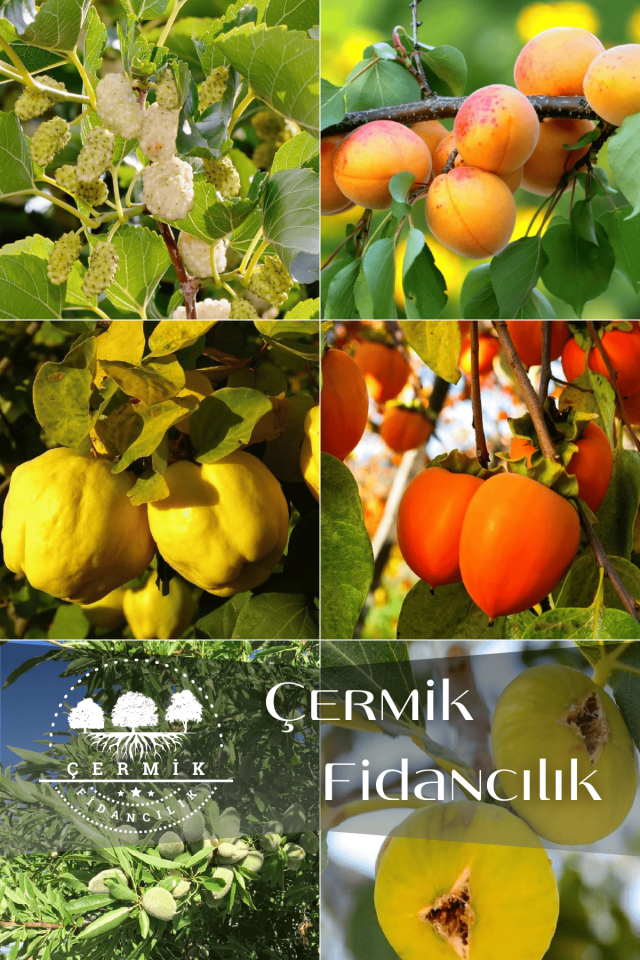 6 Çeşit Karışık Meyve Fidan Dut , Kayısı , Ayva , Hurma , Badem Ve İncir