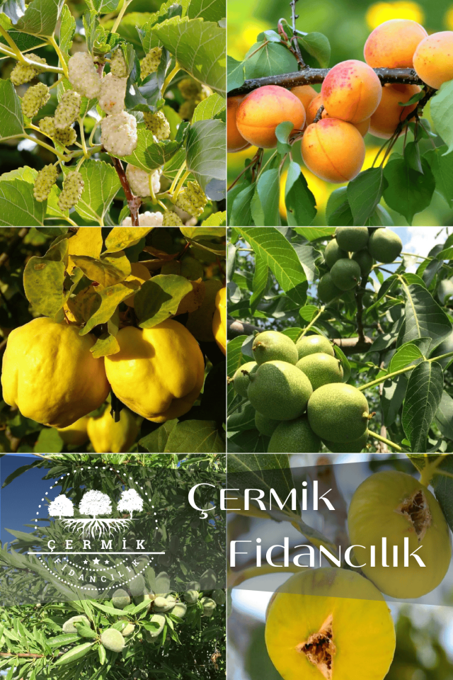 6 Çeşit Karışık Meyve Fidan Dut , Kayısı , Ayva , Ceviz , Badem Ve İncir