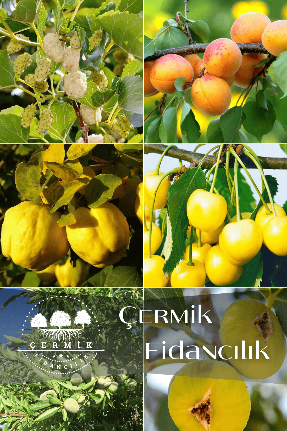 6 Çeşit Karışık Meyve Fidan Dut , Kayısı , Ayva , Sarı Kiraz , Badem Ve İncir