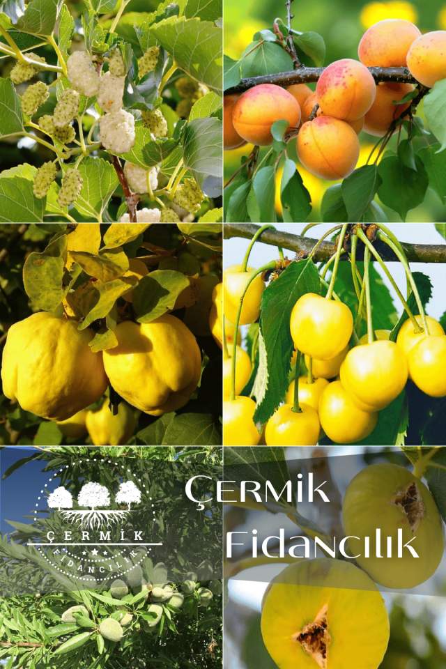 6 Çeşit Karışık Meyve Fidan Dut , Kayısı , Ayva , Sarı Kiraz , Badem Ve İncir