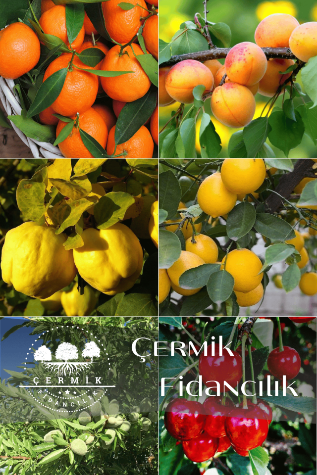 6 Çeşit Karışık Meyve Fidan Mandalina , Kayısı , Ayva ,Limon , Badem Ve Vişne