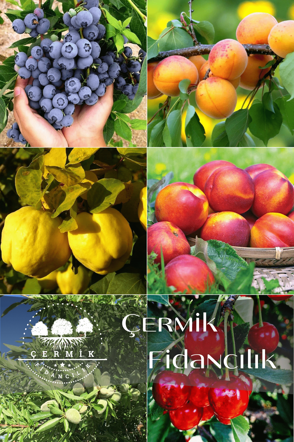 6 Çeşit Karışık Meyve Fidan Yaban Mersini , Kayısı , Ayva ,Nektarin, Badem Ve Vişne