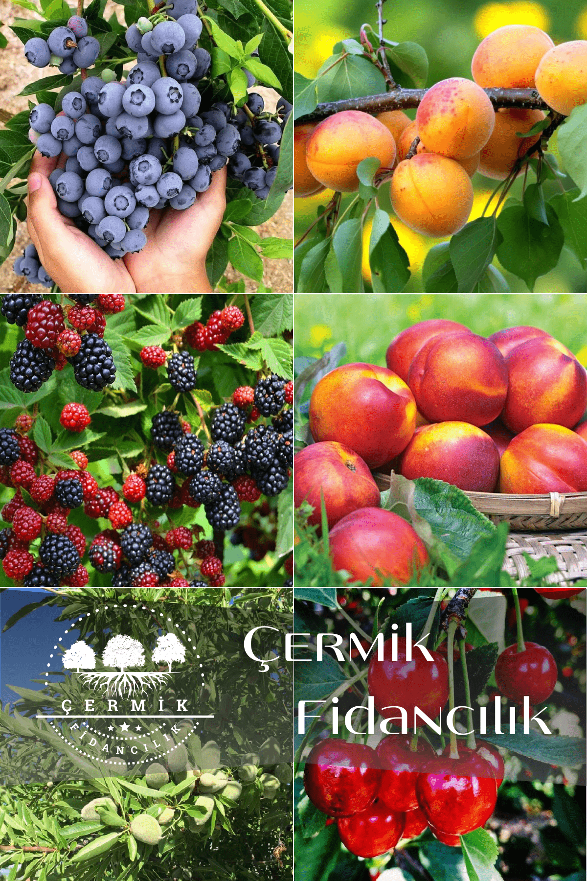6 Çeşit Karışık Meyve Fidan Yaban Mersini , Kayısı , Böğürtlen ,Nektarin, Badem Ve Vişne