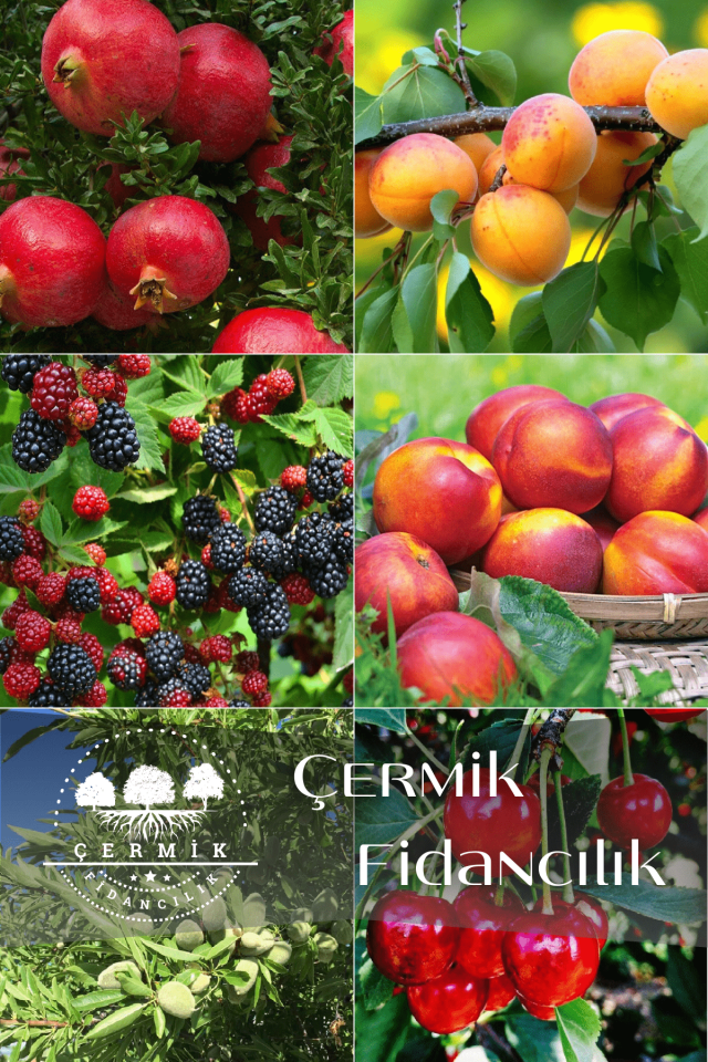 6 Çeşit Karışık Meyve Fidan Nar , Kayısı , Böğürtlen ,Nektarin, Badem Ve Vişne