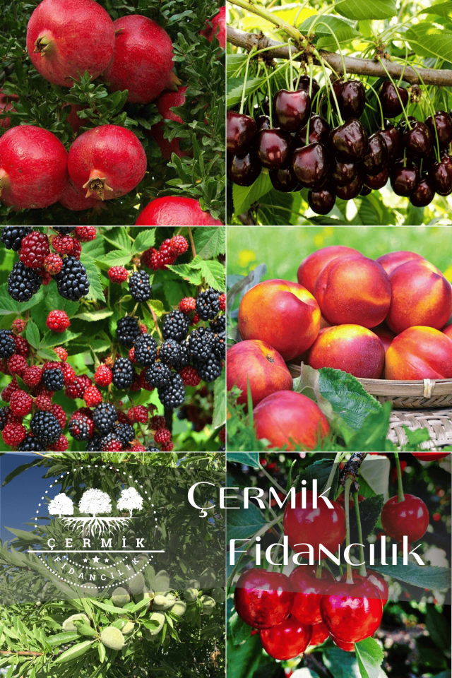 6 Çeşit Karışık Meyve Fidan Nar , Kiraz , Böğürtlen ,Nektarin, Badem Ve Vişne