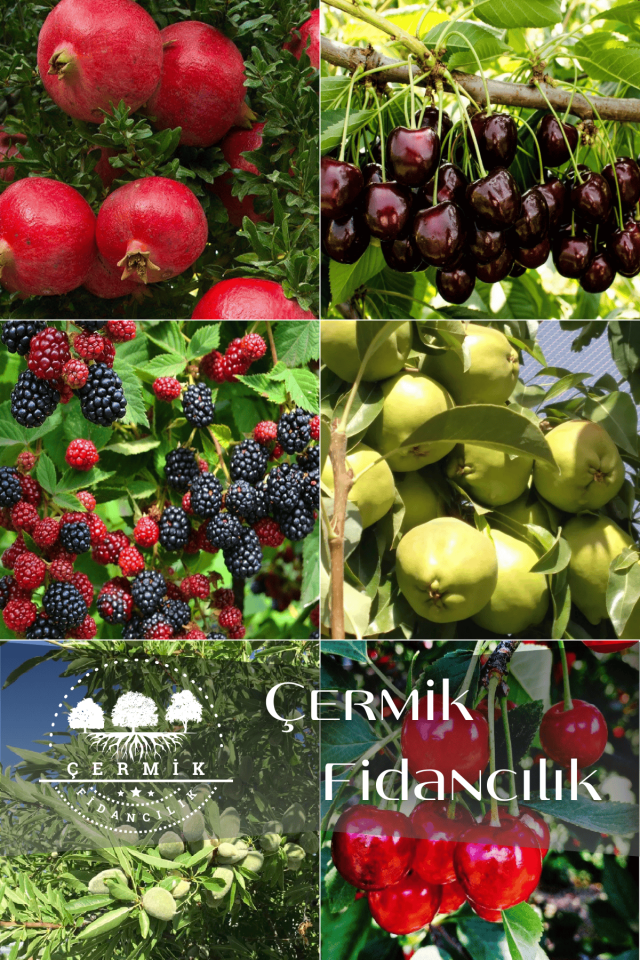 6 Çeşit Karışık Meyve Fidan Nar , Kiraz , Böğürtlen ,Armut , Badem Ve Vişne