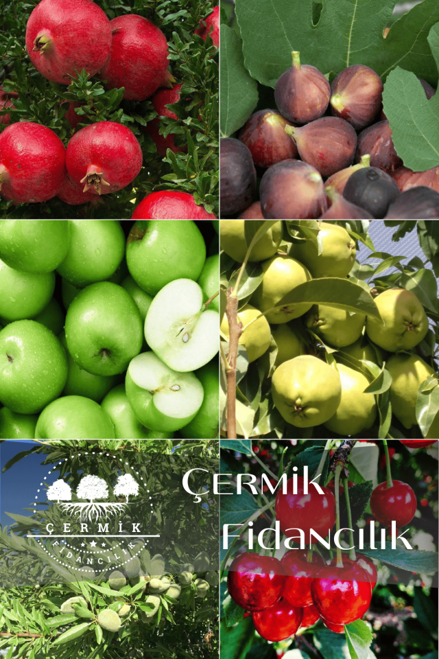 6 Çeşit Karışık Meyve Fidan Nar , Siyah İncir , Yeşil Elma ,Armut , Badem Ve Vişne