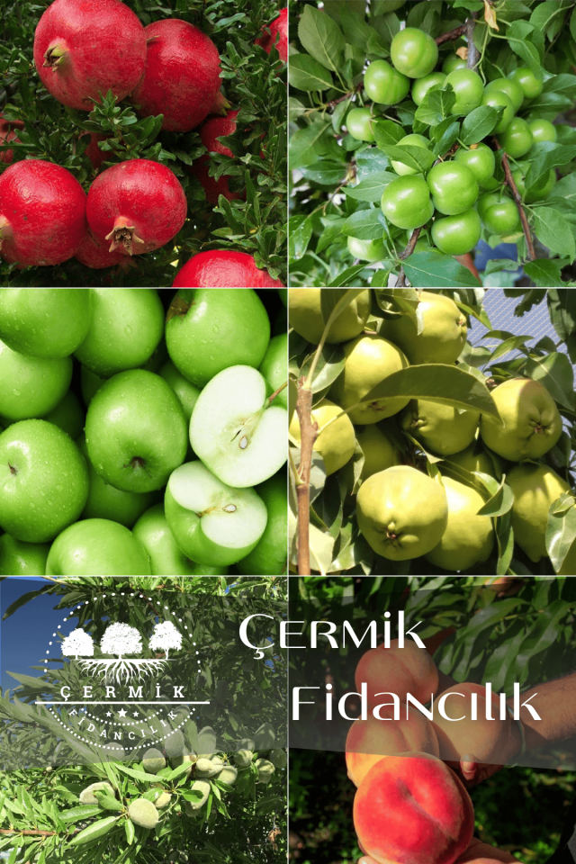 6 Çeşit Karışık Meyve Fidan Nar , Erik , Yeşil Elma ,Armut , Badem Ve Şeftali