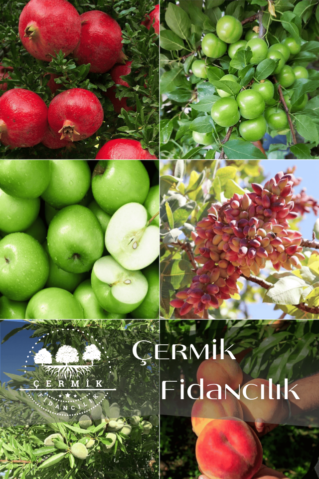 6 Çeşit Karışık Meyve Fidan Nar , Erik , Yeşil Elma , Antep Fıstığı , Badem Ve Şeftali
