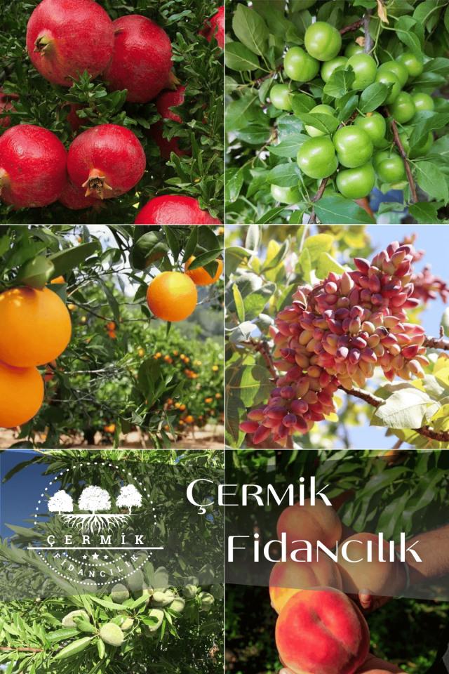 6 Çeşit Karışık Meyve Fidan Nar , Erik ,Portakal , Antep Fıstığı , Badem Ve Şeftali