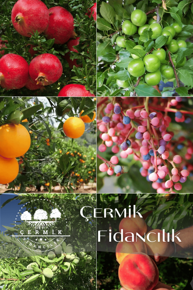 6 Çeşit Karışık Meyve Fidan Nar , Erik ,Portakal ,Menengiç , Badem Ve Şeftali