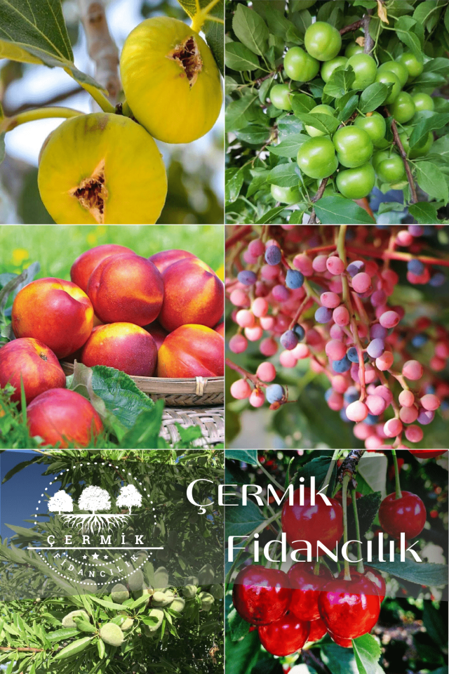 6 Çeşit Karışık Meyve Fidan İncir , Erik ,Nektarin ,Menengiç , Badem Ve Vişne