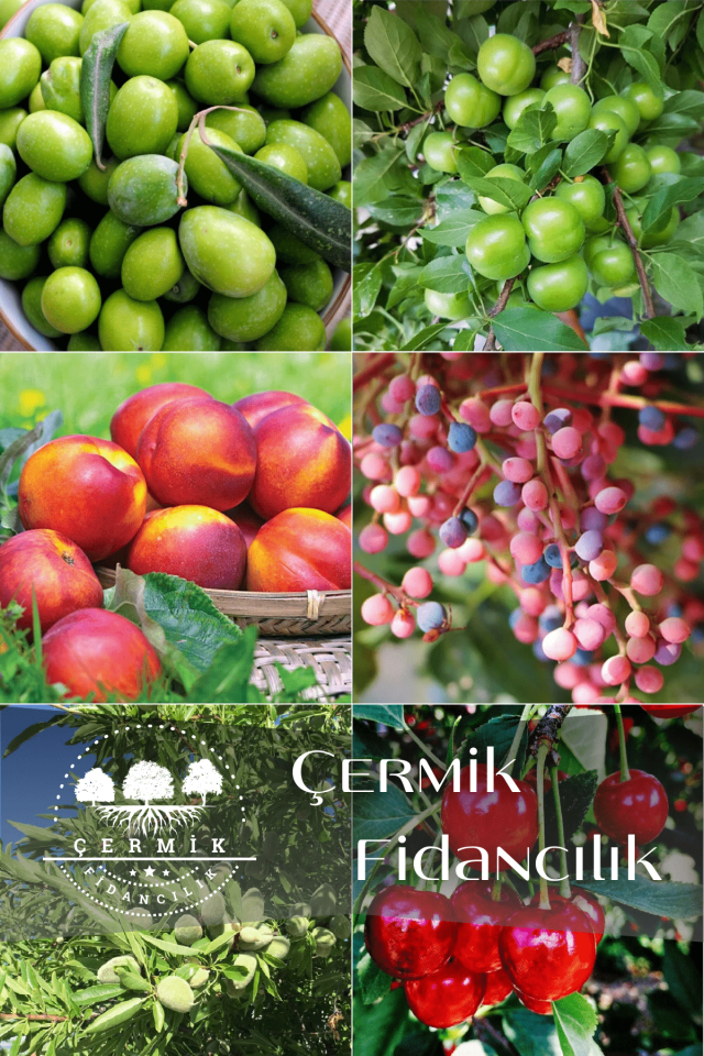 6 Çeşit Karışık Meyve Fidan Zeytin, Erik ,Nektarin ,Menengiç , Badem Ve Vişne