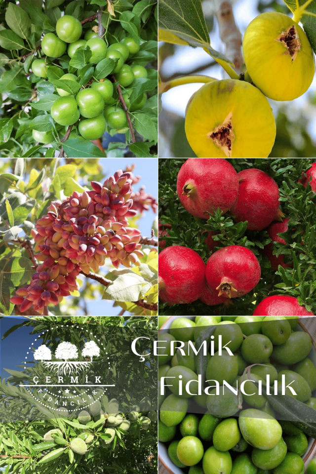 6 Çeşit Karışık Meyve Fidan İncir, Erik ,Antep Fıstığı ,Nar , Badem Ve Zeytin