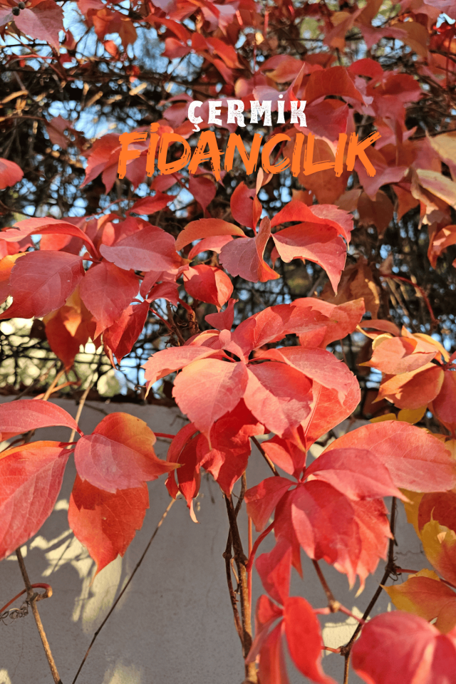 Kırmızı Yaprak Amerikan Duvar Sarmaşığı Fidanı 70 - 90 Cm
