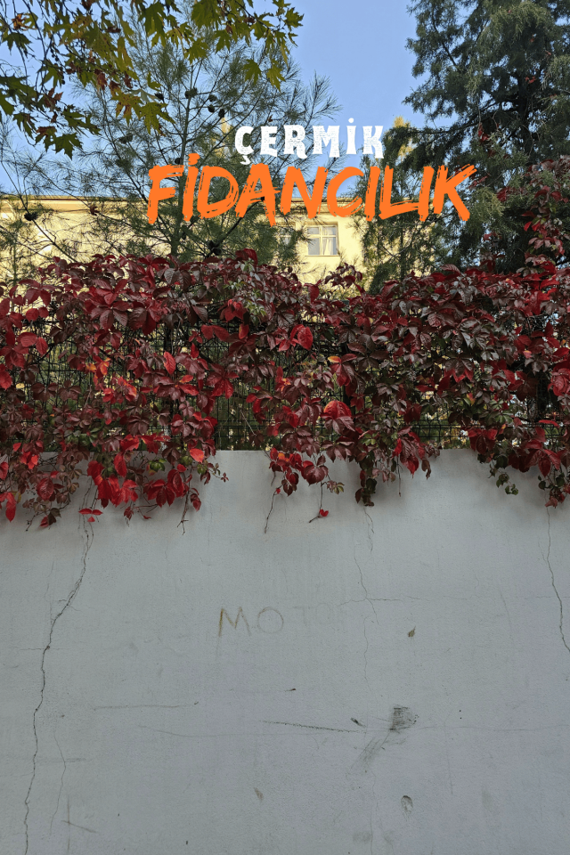 Kırmızı Yaprak Amerikan Duvar Sarmaşığı Fidanı 70 - 90 Cm