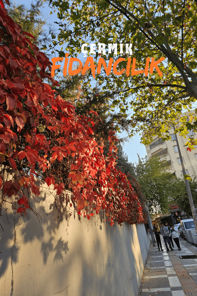 Kırmızı Yaprak Amerikan Duvar Sarmaşığı Fidanı 70 - 90 Cm