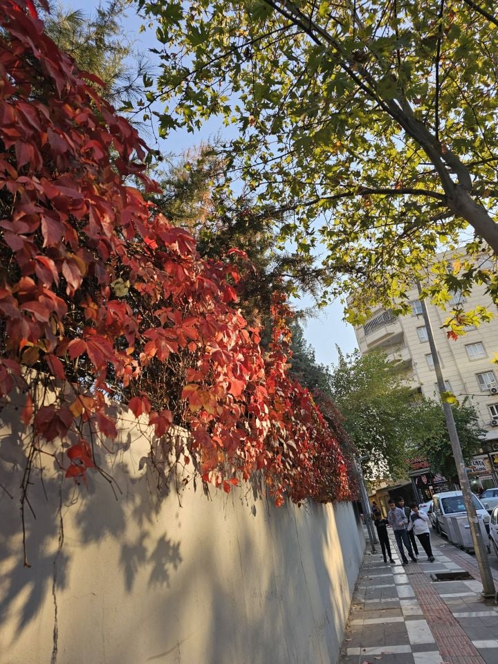 Kırmızı Yaprak Amerikan Duvar Sarmaşığı Fidanı 70 - 90 Cm