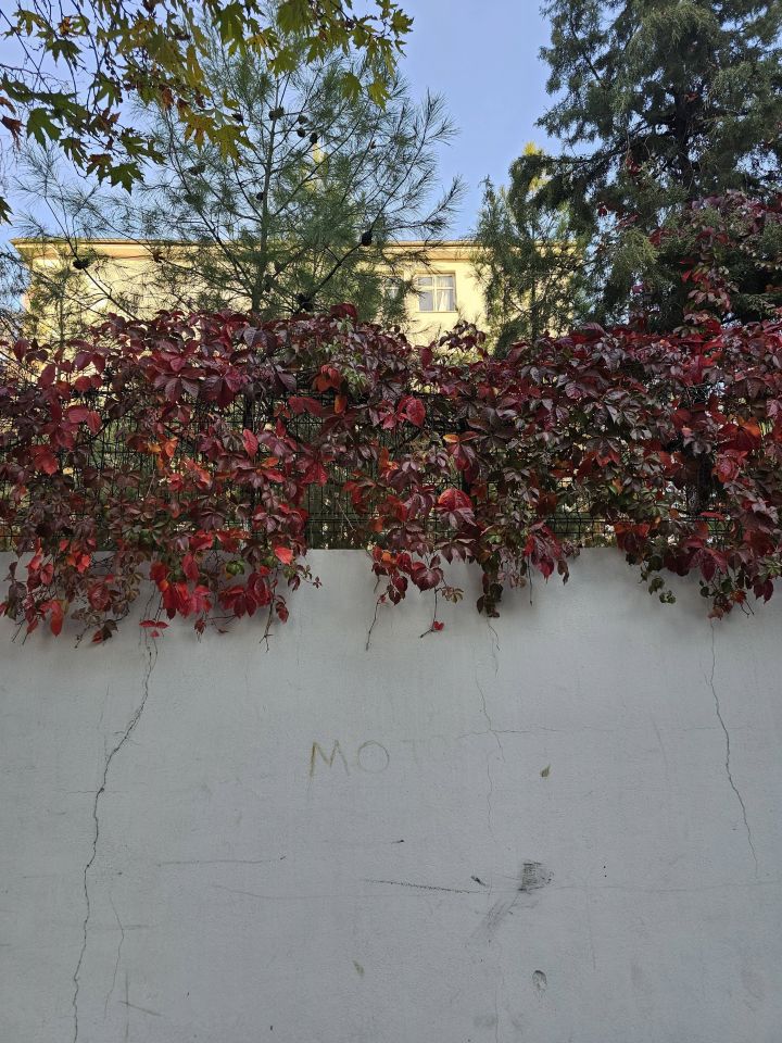 Kırmızı Yaprak Amerikan Duvar Sarmaşığı Fidanı 70 - 90 Cm