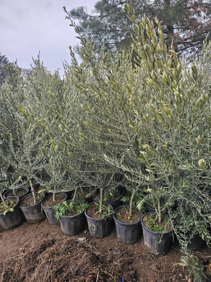 6 Yaş Bursa Gemlik Trilye Zeytin Fidanı Saksılı