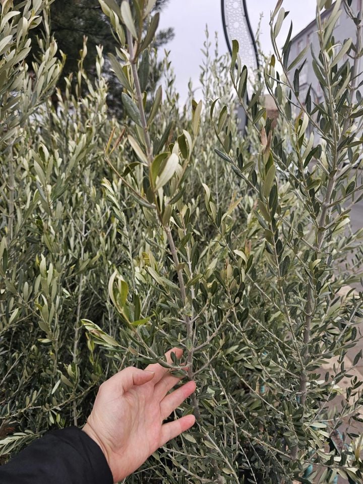 6 Yaş Bursa Gemlik Trilye Zeytin Fidanı Saksılı