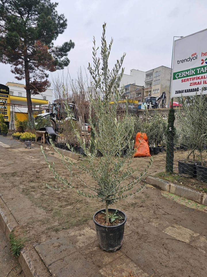 6 Yaş Bursa Gemlik Trilye Zeytin Fidanı Saksılı