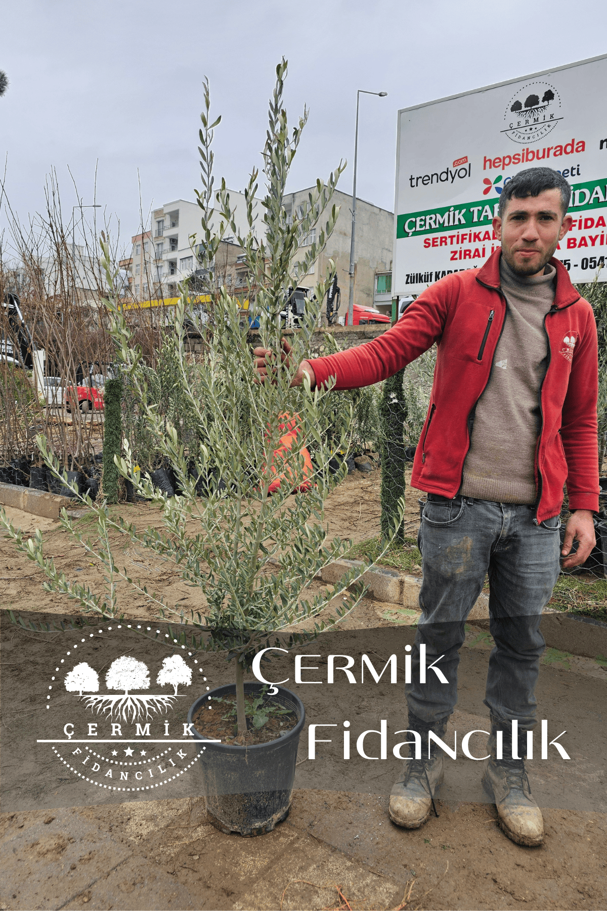 6 Yaş Bursa Gemlik Trilye Zeytin Fidanı Saksılı