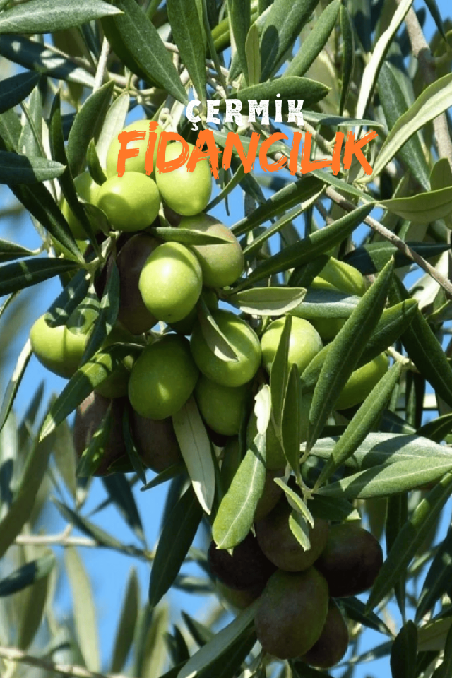 6 Yaş Bursa Gemlik Trilye Zeytin Fidanı Saksılı