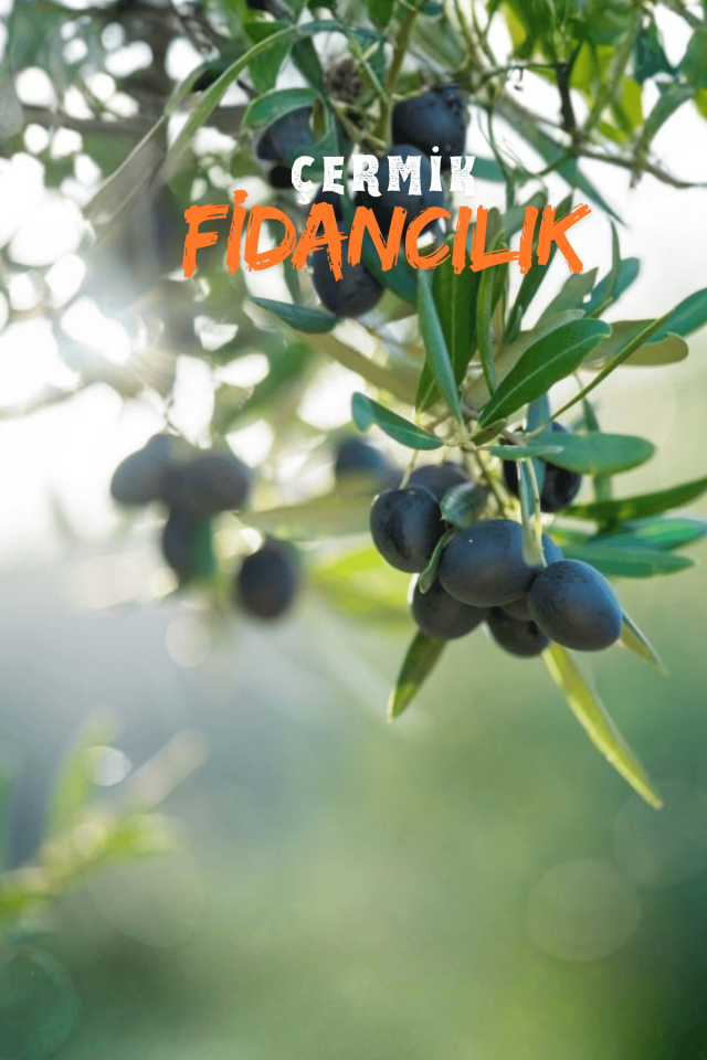 6 Yaş Bursa Gemlik Trilye Zeytin Fidanı Saksılı