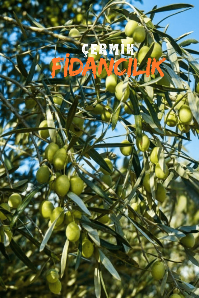 6 Yaş Bursa Gemlik Trilye Zeytin Fidanı Saksılı