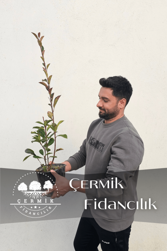 Tüplü Alev Çalısı Fidanı Alev Ağacı Çit Bitkisi