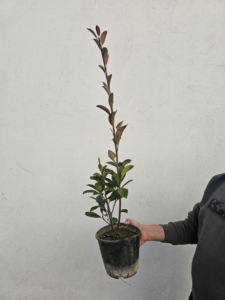 Tüplü Alev Çalısı Fidanı Alev Ağacı Çit Bitkisi