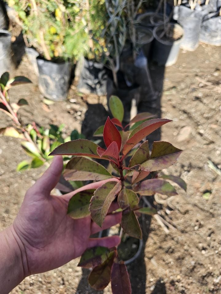 Tüplü Alev Çalısı Fidanı Alev Ağacı Çit Bitkisi