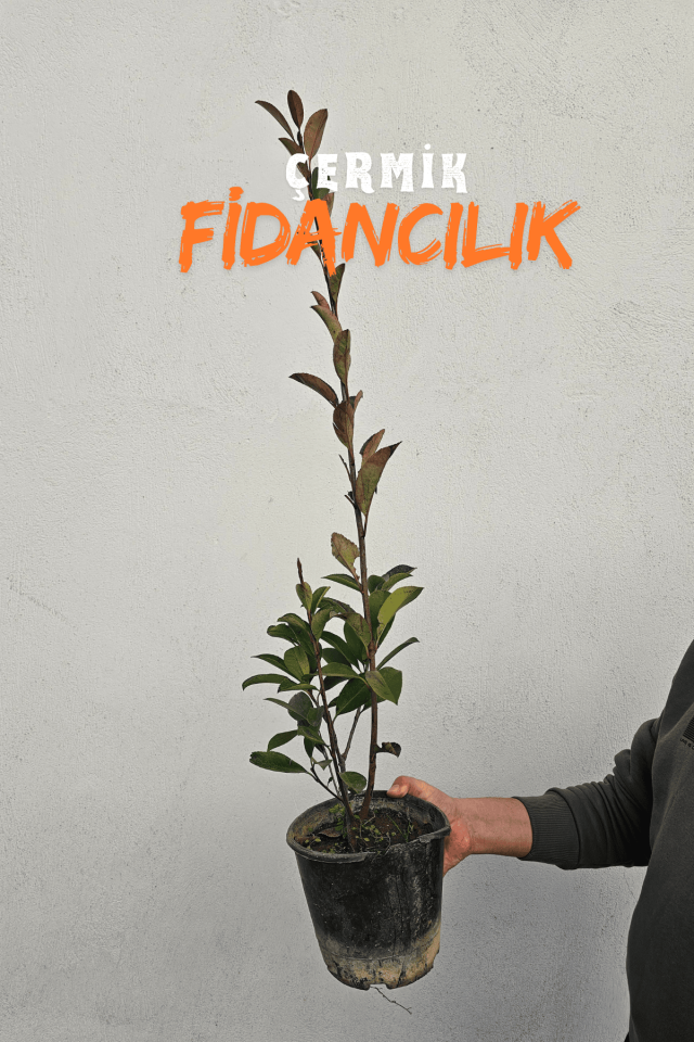 Tüplü Alev Çalısı Fidanı Alev Ağacı Çit Bitkisi